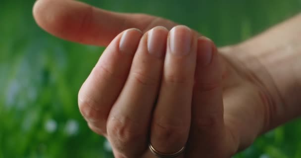 Apri la mano con una piccola pianta verde germogliare su uno sfondo verde. Rispetto per la natura — Video Stock