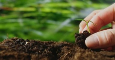 Toprağa tohum ekiyorum. Bitki veya bitki tohumu yetiştirmeden önce toprak sağlığını kontrol eden bir çiftçi eli. Bahçıvanlık teknik, tarım kavramı