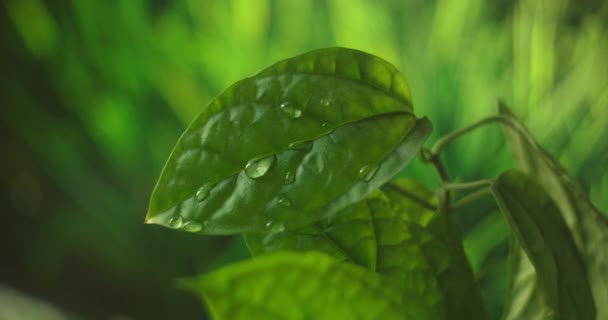 Een Macro. Waterdruppel. Water Drop Leaf Milieubehoud Evenwicht Groene Natuur. Dauwdruppel in de ochtend op blad met zonlicht — Stockvideo