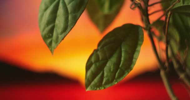 Macro cámara lenta una gota de rocío corre por la hoja verde de una planta contra el fondo del sol poniente — Vídeo de stock