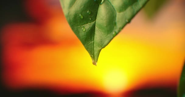 Een macro regendruppel druipt van een boomblad tegen een prachtige oranje zonsondergang hemel en zon. dauw bij zonsopgang. — Stockvideo