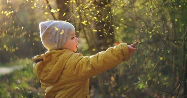 Pré-escolares a explorar a floresta. Bebé, feliz por andar. O Menino da Natureza. Menino de 2 anos de idade com um casaco amarelo estuda e explora a floresta e a grama. Jovem investigadora. Movimento lento — Vídeo de Stock
