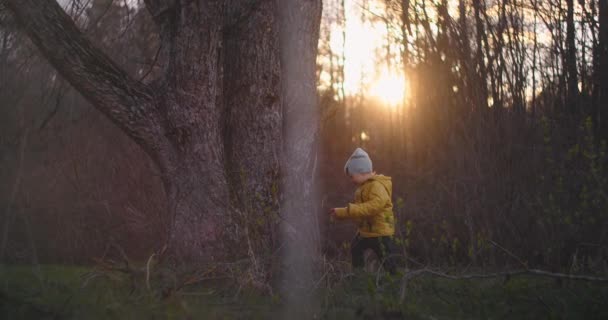 Egy 2-3 éves fiú sétál az erdőben lassított felvételen a napon, és megölel egy fát. Szeresd a természetet és vigyázz a fákra. A fiú felfedezi a fát, és szabad természeti környezetben fejlődik.. — Stock videók