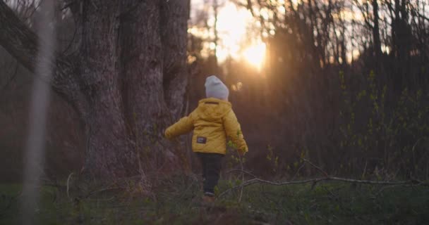 2-3-letni chłopiec spaceruje przez las w zwolnionym tempie w słońcu i przytula się do drzewa. Kochaj przyrodę i dbaj o drzewa. Chłopiec bada drewno i rozwija się w wolnym środowisku naturalnym. — Wideo stockowe