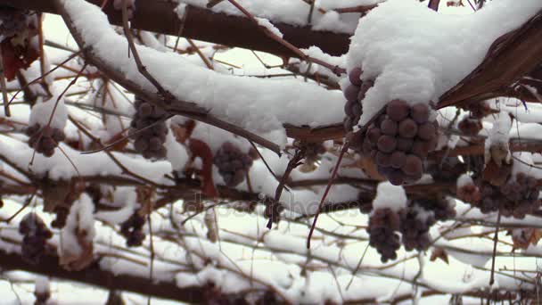 Druiven in de sneeuw — Stockvideo