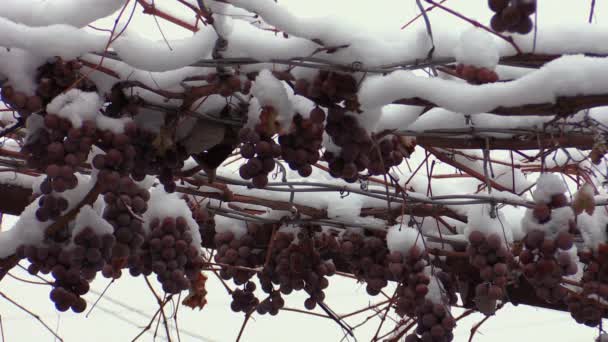 Grapes in the snow — Stock Video