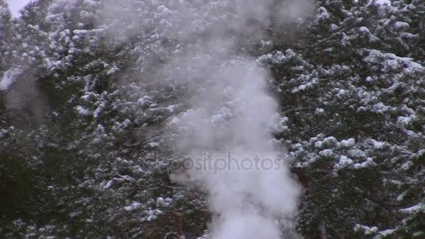 雪に覆われた松の木を背景に煙 — ストック動画