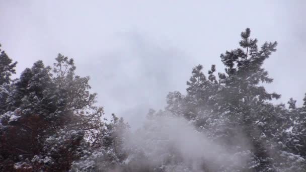 Dym w tle ośnieżone sosny — Wideo stockowe