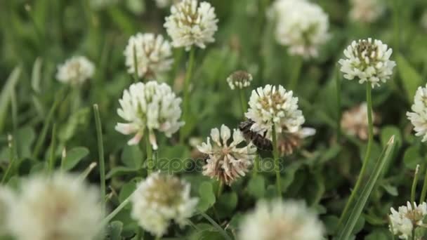 Una abeja. Trébol creciendo en un claro. Abeja volando sobre el trébol. Producción de miel. Hierba del prado . — Vídeo de stock