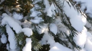 Karlı kış çam ormanı, dalları