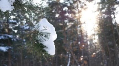 Karlı kış çam ormanı, dalları