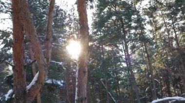 Karlı kış çam ormanı, dalları