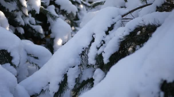 Зимний сосновый лес, снежные ветви — стоковое видео