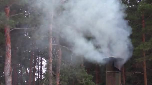 Humo de la chimenea en el fondo del bosque de pinos . — Vídeo de stock