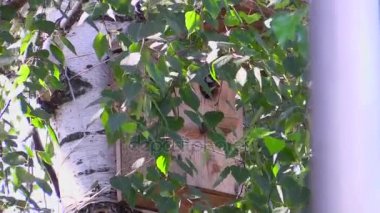 Kuş yuvası ve bitki örtüsü arasında bir huş ağacı üzerinde kuş.