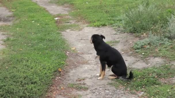 Perro negro callejero en el prado . — Vídeo de stock