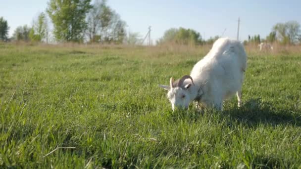 Cabra blanca comiendo hierba en un campo. Prado de mascotas . — Vídeo de stock