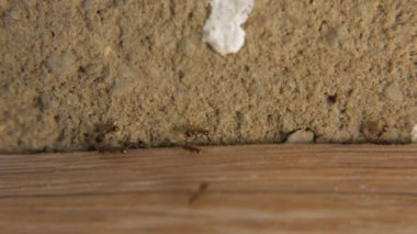 Karıncalar makro kolonisi. Ortak çalışma portre.