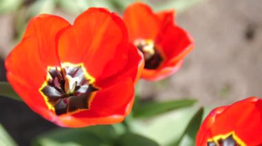 Güzel kırmızı lale bitkiler bahçede
