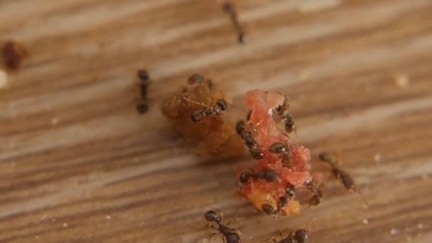 Muchas hormigas procuran forraje. Insectos macros insectos . — Vídeos de Stock