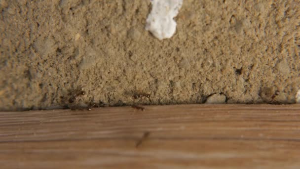 Koloni av myror makro. Gemensamma arbete närbild. — Stockvideo