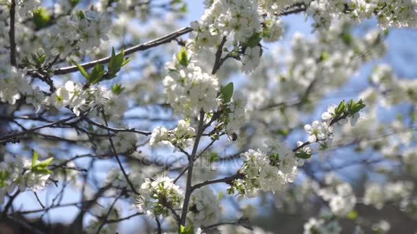 Slow motion bees pollinate fruit trees. The white flowers of the blackthorn. — Stock Video