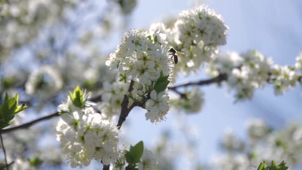 Bees flying collecting pollen from flowers blackthorn — Stock Video