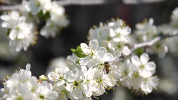 Bijen bestuiven fruitbomen. De witte bloemen van de sleedoorn. — Stockvideo