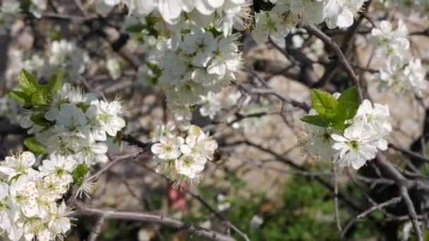 Bijen vliegen verzamelen stuifmeel van bloemen cherry — Stockvideo