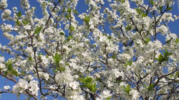 Les abeilles pollinisent les arbres fruitiers. Les fleurs blanches du nerprun .