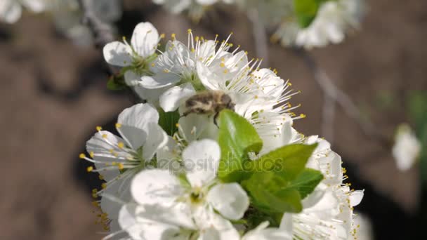 Grande besouro em uma flor branca closeup. Tropinota hirta — Vídeo de Stock