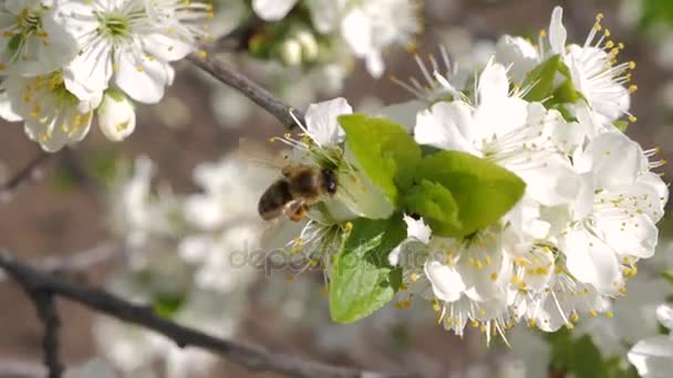 Las abejas polinizan árboles frutales. Las flores blancas de la espina negra . — Vídeos de Stock
