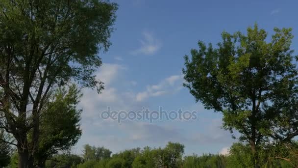 Tempo de lapso árvores verdes em um fundo de nuvens — Vídeo de Stock