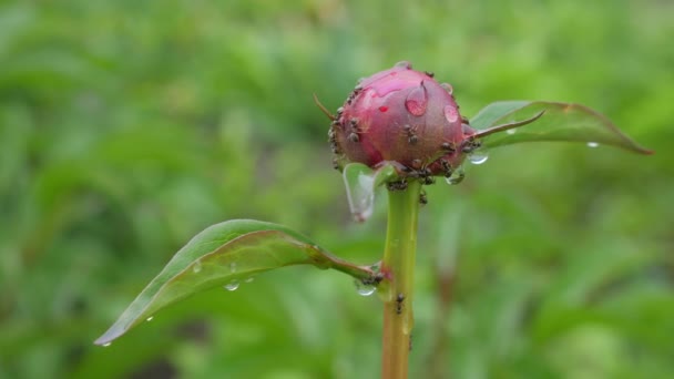 Un primo piano di una peonia che non fiorisce, le formiche camminano lungo il bocciolo . — Video Stock