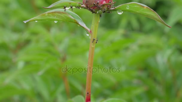 Hormigas gateando en Peony flor brote . — Vídeos de Stock