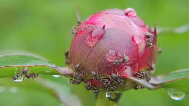 Spring life peony and ants — Stock Video