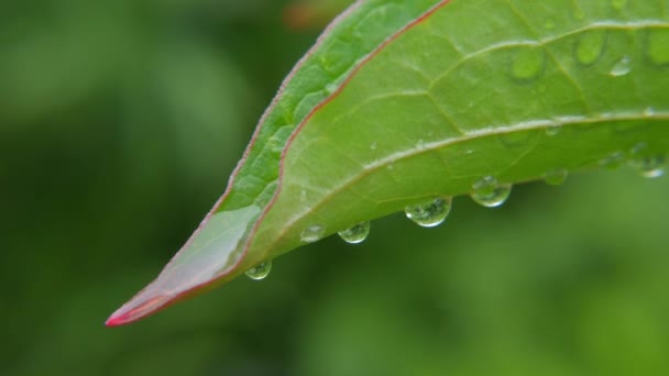 Regen druppels op tropische blad — Stockvideo