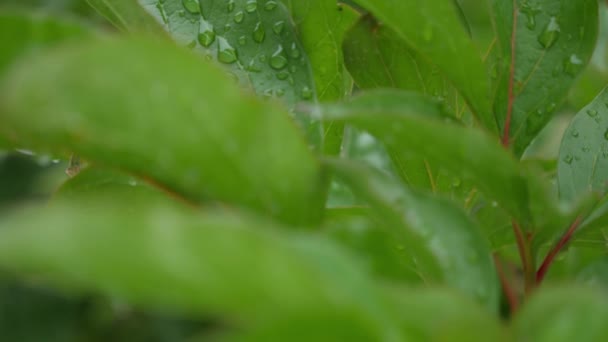 Hoja con gota de agua de lluvia con fondo verde — Vídeo de stock