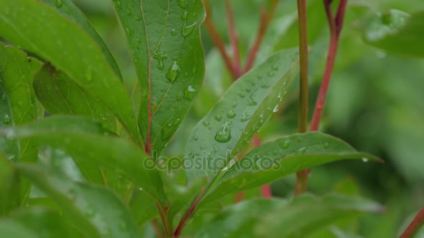 Macro de hojas verdes con gotas de agua de rocío sobre. — Vídeo de stock