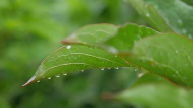 Açık yağmur damlaları yavaşça sallanan bir yaprağına hassas desenler oluşturmak.