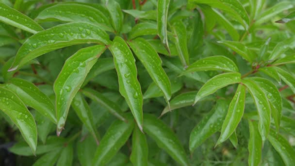 명확한 빗방울 부드럽게 흔들리는 잎에 섬세 한 패턴을 형성. — 비디오