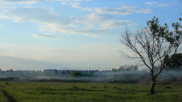 On the agricultural field dry grass burns. Thick smoke. Outdoors — Stock Video