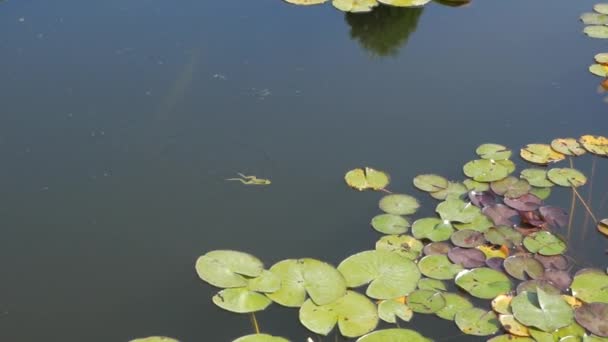En frosk svømmer i en dam blant vannliljer . – stockvideo