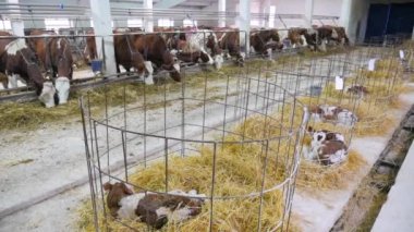 Saman içinde buzağı. Yeni doğmuş bir buzağı pipetin içinde uzanıyor ve etrafına bakıyor..