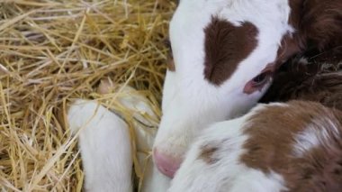 Saman içinde buzağı. Yeni doğmuş bir buzağı pipetin içinde yatar ve etrafına bakar. Kapat.