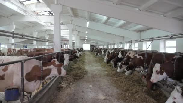 Kühe in einem großen Stall mit weißer Decke fressen Silage — Stockvideo