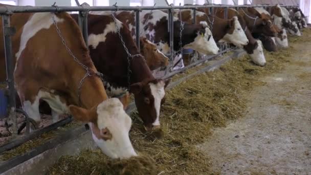 Koeien in de stal eten hooi en kuilvoer — Stockvideo