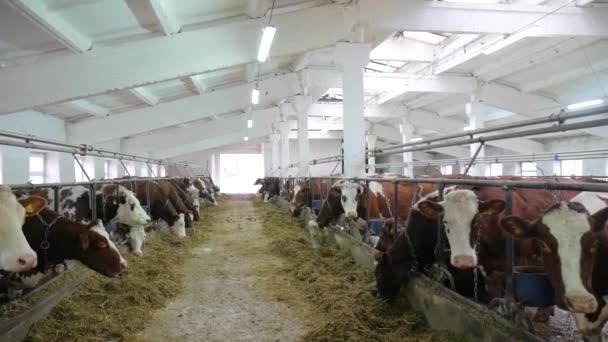 천장 이 흰색인 커다란 헛간에 있는 젖소들은 저수조를 먹는다 — 비디오