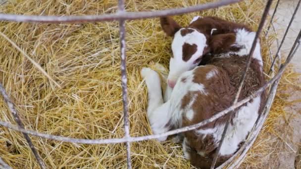 Kalf in stro.Een pasgeboren kalf ligt in het rietje en kijkt rond. — Stockvideo