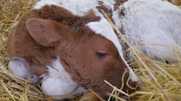 Kalf in stro.Een pasgeboren kalf ligt in het rietje en kijkt rond. Sluiten. — Stockvideo